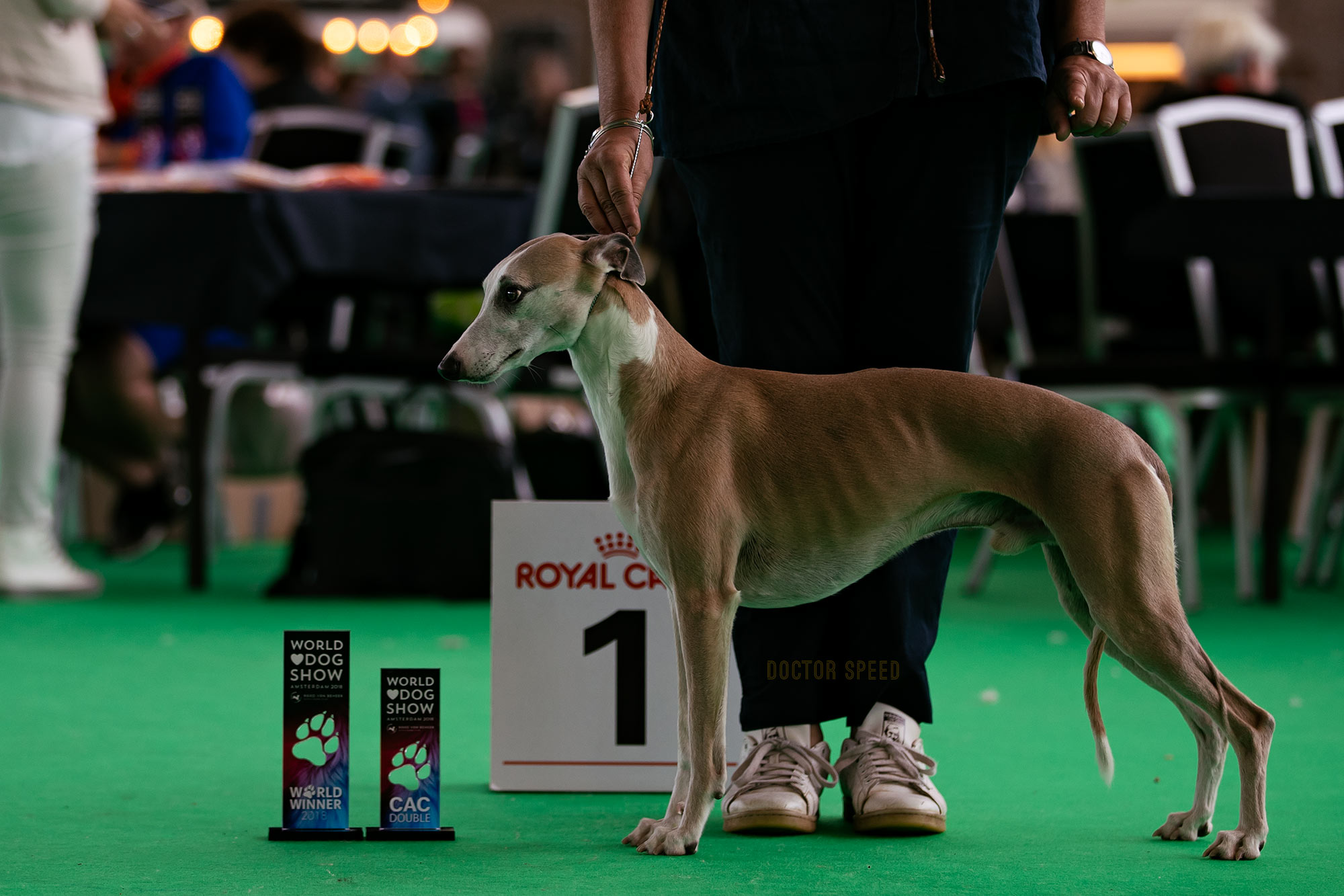 Esedra Miramare ist Weltsieger 2018 - World Dog Show Amsterdam 2018