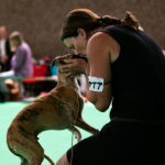 Best Baby of Breed - Shiny Sensation's Upcoming Star gehandelt von Kirstin Weismüller