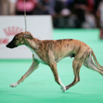 Best Baby of Breed - Shiny Sensation's Upcoming Star gehandelt von Kirstin Weismüller