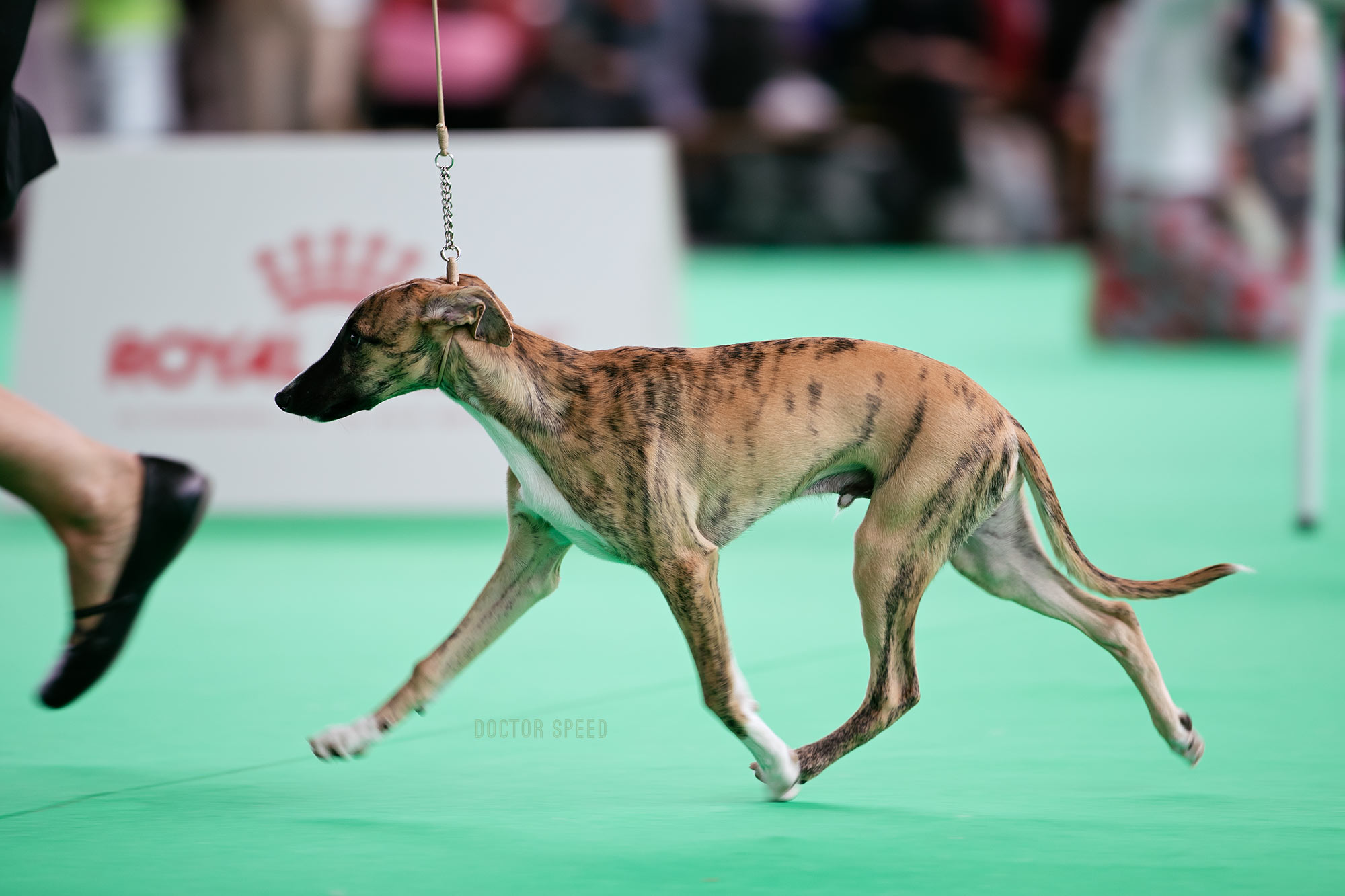 Best Baby of Breed - Shiny Sensation's Upcoming Star gehandelt von Kirstin Weismüller