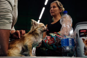 World Dog Show 2018 in Amsterdam - In den benachbarten Hallen