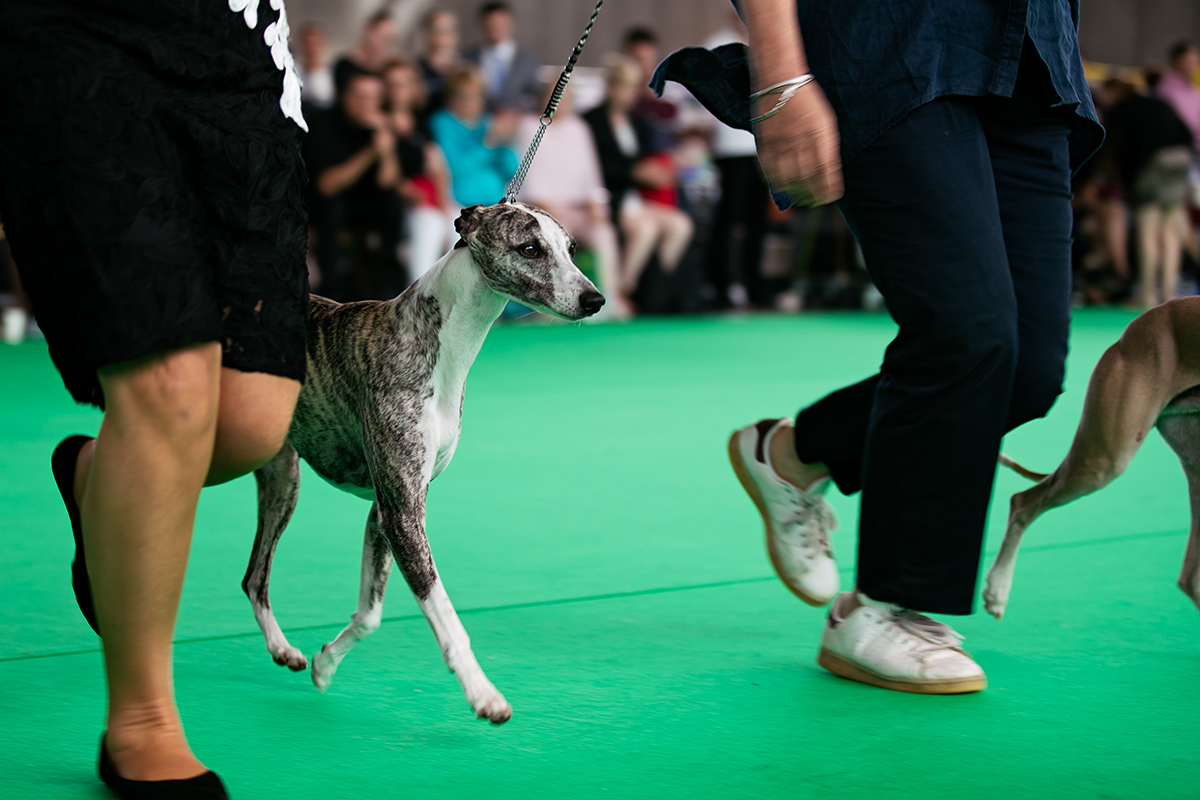 Crufts BIS-Winner 2018, Weltsiegerin 2017 und 2018 Collooney Tartan Tease, Züchter: Vivian Coulter, Besitzer: Yvette und David Short / Schottland