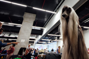 World Dog Show 2018 in Amsterdam - Der große Meister. Ich liebe dieses Foto von einem mir unbekannten Afghanen, der aussieht wie ein Guru, der auf seine Jünger hinab schaut.
