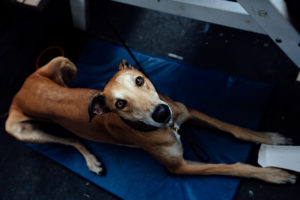 World Dog Show 2018 in Amsterdam - Gershwin hat das Betteln perfektioniert.
