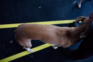 World Dog Show 2018 - Abseits!