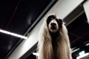 World Dog Show 2018 - Abseits!