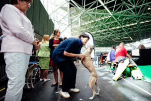 World Dog Show 2018 - Abseits!