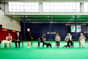 World Dog Show 2018 - Abseits!