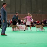Die Jüngstenklasse der Whippet Rüden
