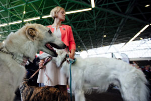 World Dog Show 2018 in Amsterdam -