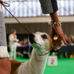 Kierpark Smooth Criminal at Runforest, Championklasse V4, World Dog Show 2018