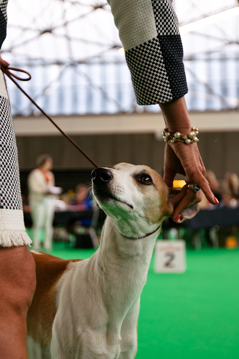 Kierpark Smooth Criminal at Runforest, Championklasse V4, World Dog Show 2018