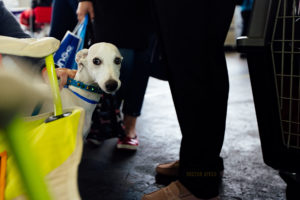 World Dog Show 2018 in Amsterdam - Puppy-Übergabe. Diese kleine Maus kam mit Exportpapieren.
