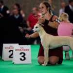 Courtbourne Chewbacca, Jüngsten vv3, World Do Show 2018