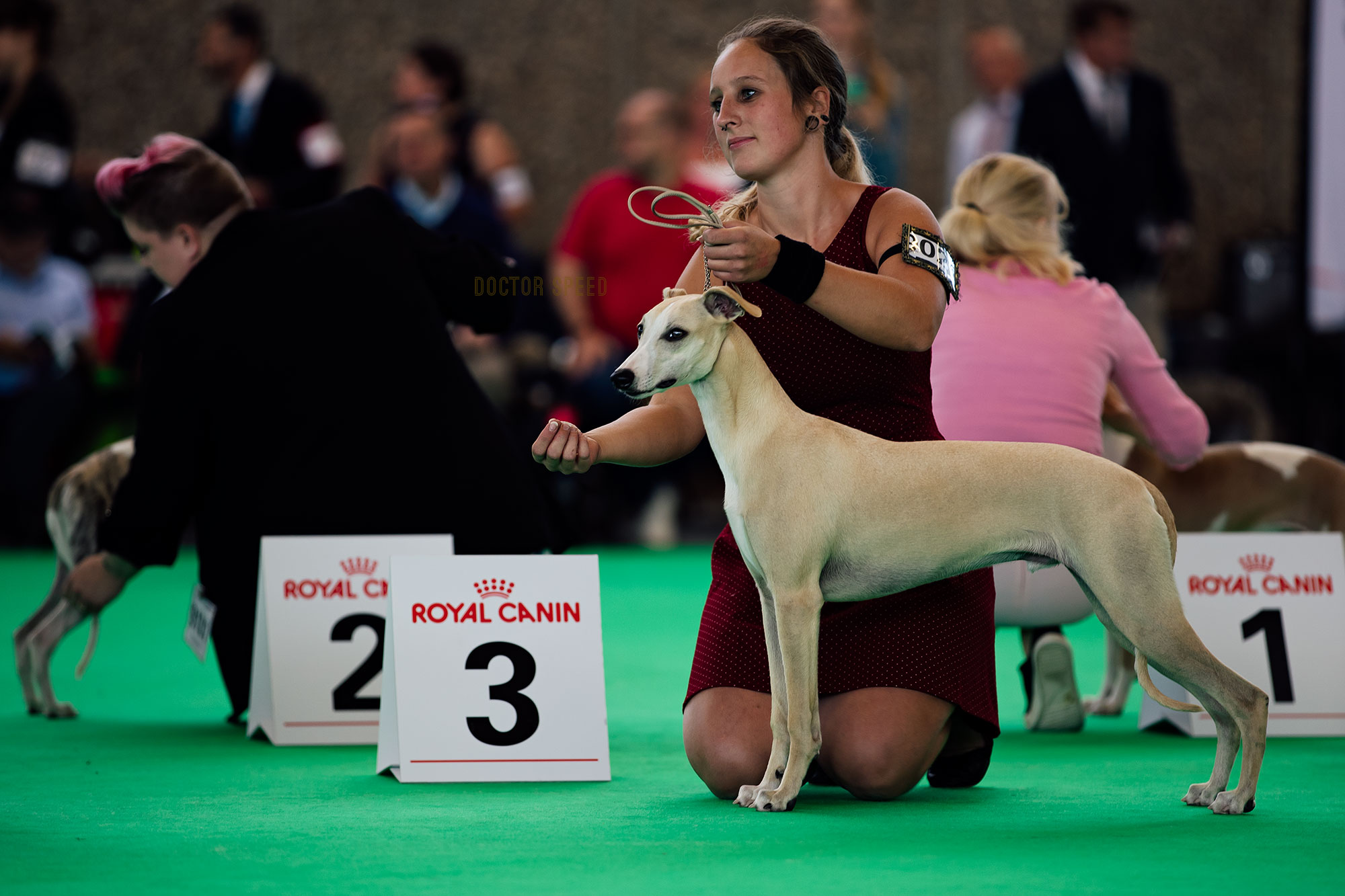 Courtbourne Chewbacca, Jüngsten vv3, World Do Show 2018