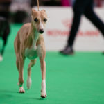 Weltjugendsiegerin 2018 - Besties Cookie Dough - ber der World Dog Show 2018 in Amsterdam