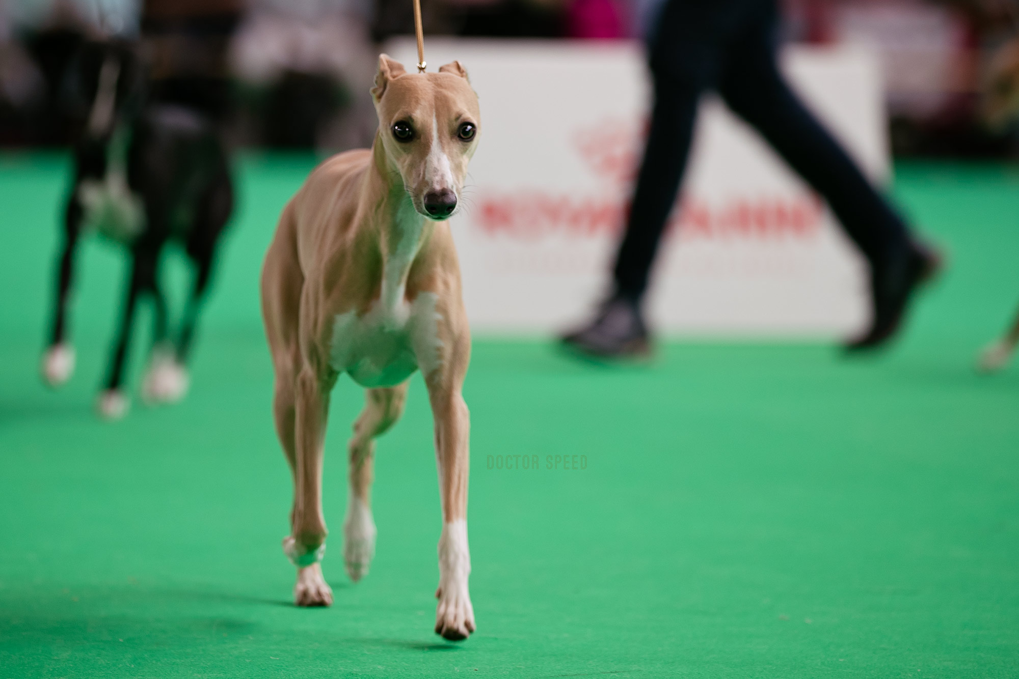 Weltjugendsiegerin 2018 - Besties Cookie Dough - ber der World Dog Show 2018 in Amsterdam