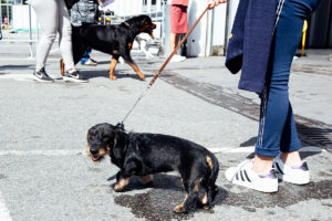 World Dog Show 2018 in Amsterdam - Zwei Mal Black and Tan.