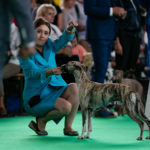 Wold Dog Show 2018