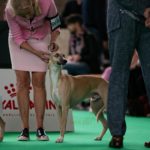 Aaniston Agent Nine T Nine, Wold Dog Show 2018