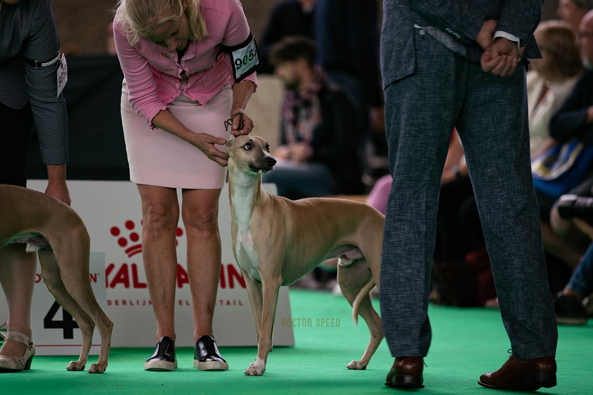 Aaniston Agent Nine T Nine, Wold Dog Show 2018