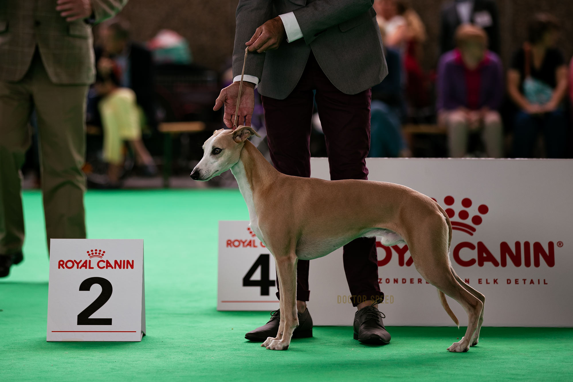 Catskills Hollywood Hills der erst vor einer Woche Winner Donaueschingen 2018 wurde.