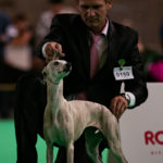 Adrian Donna Gaines, Championklasse V, Wold Dog Show 2018