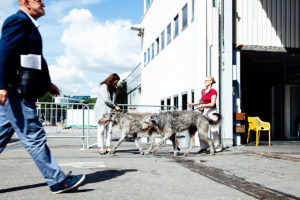 World Dog Show 2018 in Amsterdam - Deerhounds in der Sonne.