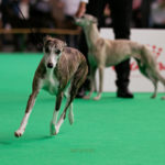 Sagramour Gracefull Henrietta, Championklasse V3, Wold Dog Show 2018