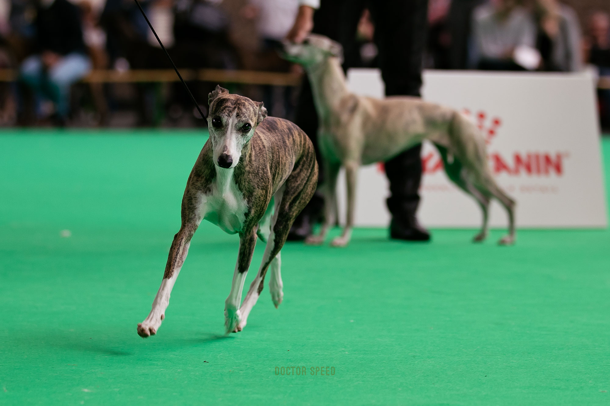 Sagramour Gracefull Henrietta, Championklasse V3, Wold Dog Show 2018