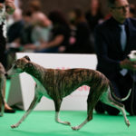 Sagramour Gracefull Henrietta, Championklasse V3
