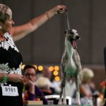 Collooney Tartan Tease, Weltsiegerin 2018 auf Wold Dog Show 2018 in Amsterdam