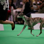 Collooney Tartan Tease, Weltsiegerin 2018 auf Wold Dog Show 2018 in Amsterdam