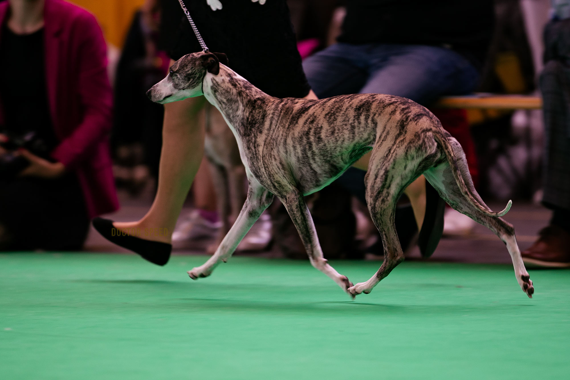 Collooney Tartan Tease, Weltsiegerin 2018 auf Wold Dog Show 2018 in Amsterdam