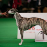 Collooney Tartan Tease, Weltsiegerin 2018 auf Wold Dog Show 2018 in Amsterdam