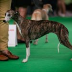Sagramour Gracefull Henrietta, Championklasse V3, Wold Dog Show 2018