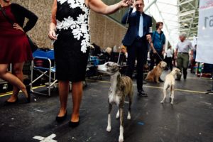 World Dog Show 2018 in Amsterdam - Gewinner und Verlierer.
