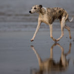 Test: Ein Kurztrip mit drei Whippets nach Noordwijk