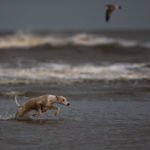 Test: Ein Kurztrip mit drei Whippets nach Noordwijk