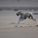 Test: Ein Kurztrip mit drei Whippets nach Noordwijk