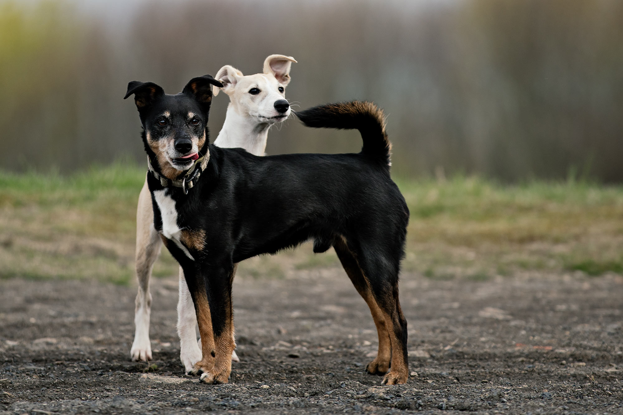 Hudson im Alter von gerade mal vier Monaten. Bamboo, ein Mix aus deutschem Jagdtierrier und Jack-Russel, ist bis heute einer seiner besten Kumpel. Und Bamboo ist weiß Gott kein besonders geselliger Zeitgenosse. Erstaunlich!