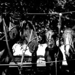 Die Pony Line. Ich habe aufgehört die Pferde zu zählen. Es waren auf jeden Fall sehr viele.