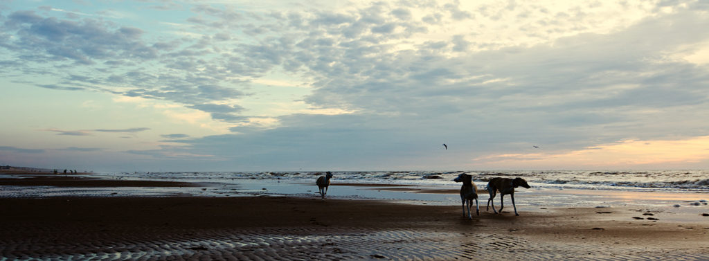 Mono, Danny und Hudson im Sonnenuntergang am Strand von Noordwijk.