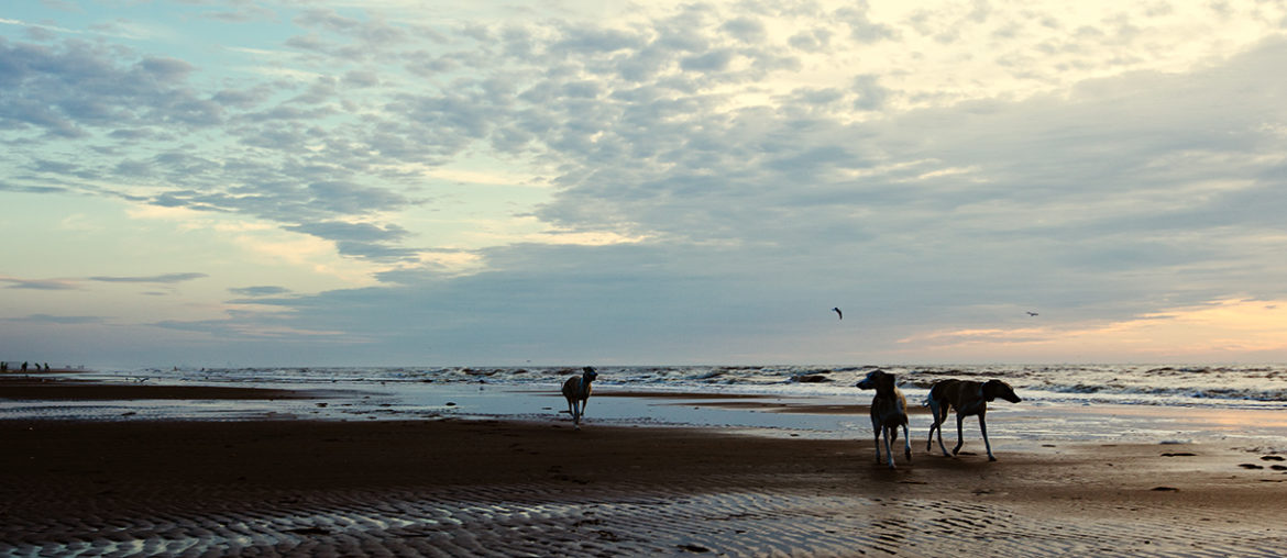 Mono, Danny und Hudson im Sonnenuntergang am Strand von Noordwijk.