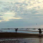 Mono, Danny und Hudson im Sonnenuntergang am Strand von Noordwijk.