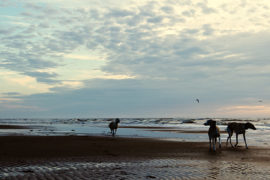Ein Kurztrip mit drei Whippets nach Noordwijk