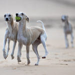 Test: Ein Kurztrip mit drei Whippets nach Noordwijk