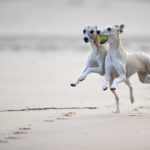 Test: Ein Kurztrip mit drei Whippets nach Noordwijk