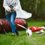 Wie viel Power in so einem zarten Whippet steckt, ist uns ja wohl bekannt.