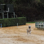 Der Hund mit der Fast-Bestzeit.